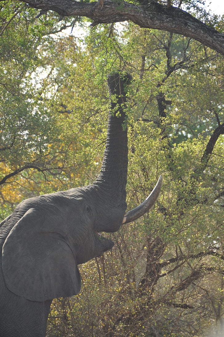 Elephant, Afrikka, syöminen, Wildlife, Park, Luonto