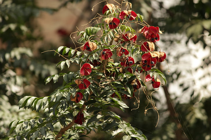red, flowers, plant, nature