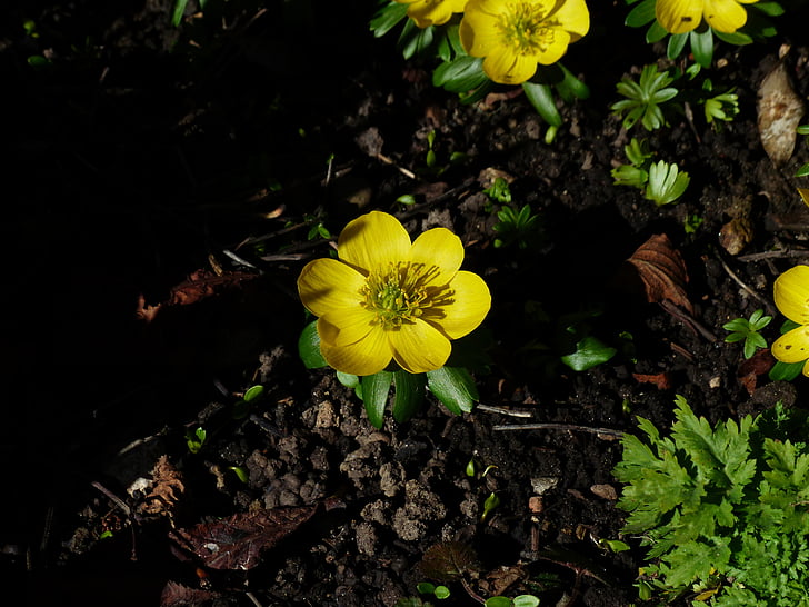 Winterling, Blume, Blüte, Bloom, gelb, Eranthis hyemalis, Eranthis hiemalis