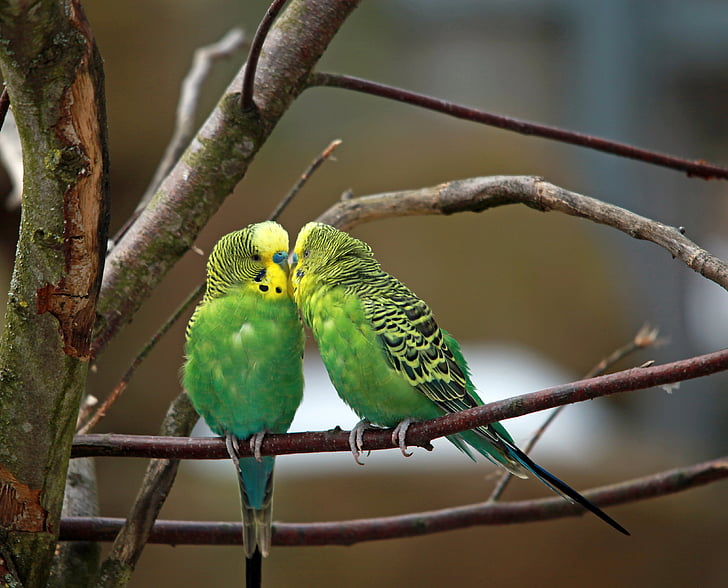 budgerigars, คู่, นกสีเขียว, นกแก้วขนาดเล็ก, นก, ความรัก, เข้าด้วยกัน