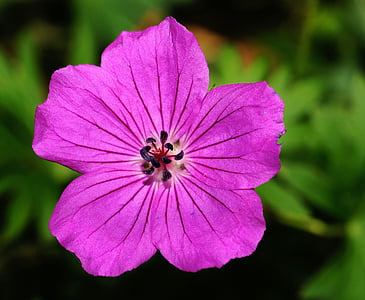 Geranio de los Pirineos, flor, flor, floración, púrpura, planta, cerrar