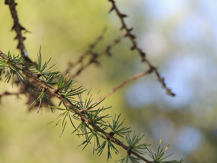 fir, needles, branch, pine needles, tannenzweig, wood, green