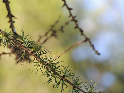 fir, needles, branch, pine needles, tannenzweig, wood, green