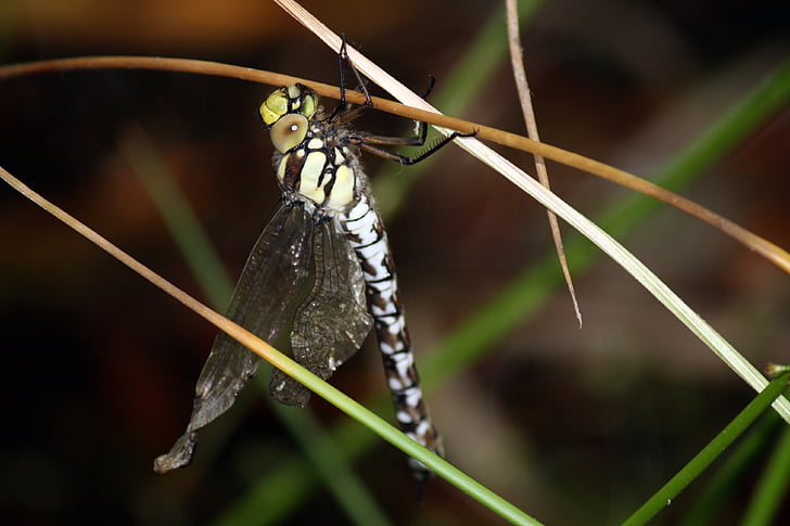 Dragon-fly, pollution, ailes déformées