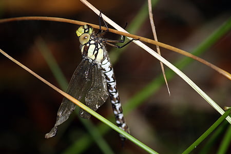 Dragon-fly, forurening, deforme vinger