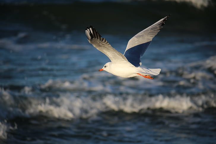 seagull, sea, gdańsk, the baltic sea, one animal, animals in the wild, flying