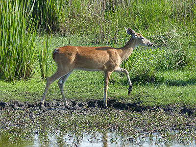 deer, doe, mud, wildlife, nature, ears, grass