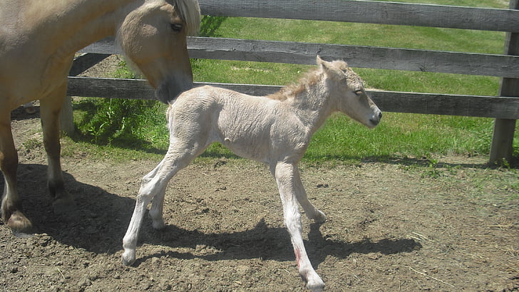 Млада кобила, кон, новородено, еднокопитни, жребче, жребец, животните