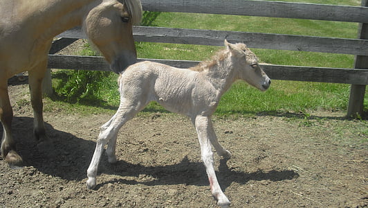 filly, horse, newborn, equine, foal, stallion, animal