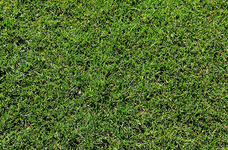 gras, gazon, groen, Tuin, Closeup, Flora, de achtergrond