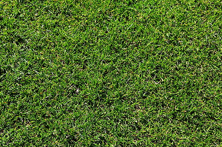 iarba, gazon, verde, gradina, closeup, Flora, fundal