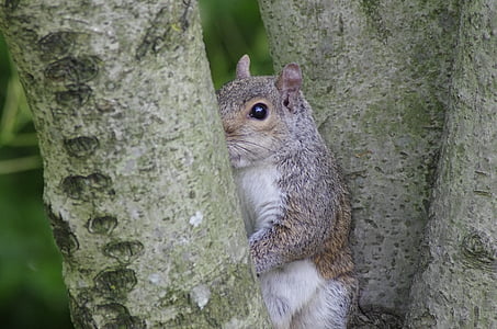 animal, squirrel, mutual watch, rodent, nature, wildlife, tree