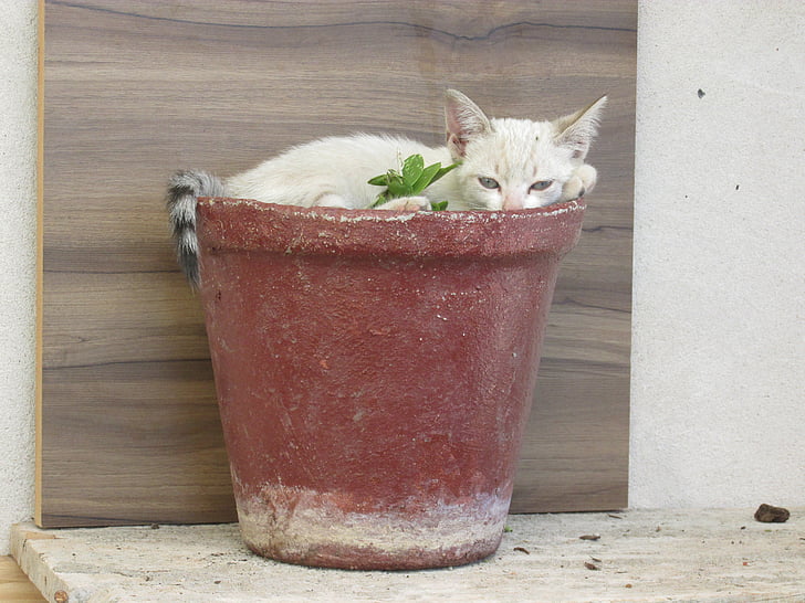 kitten, animal, funny