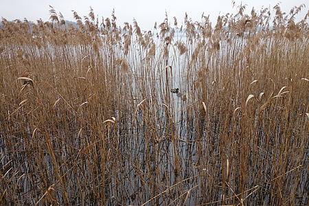 Reed, jezero, priroda, banke, trava, jesen, rogoz