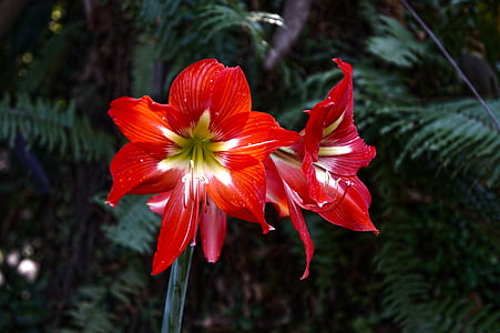Orchid, kwiaty, Salwador, Natura, czerwony, Słupek