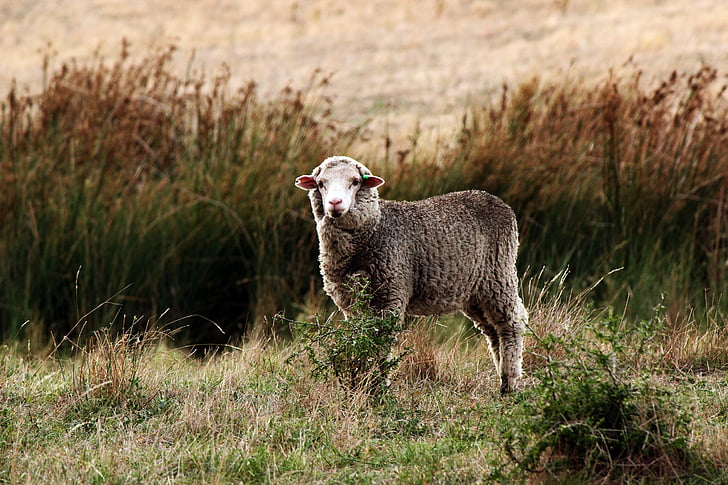 oveja, Paddock, campo, del pasto, lana, de pastoreo, animal
