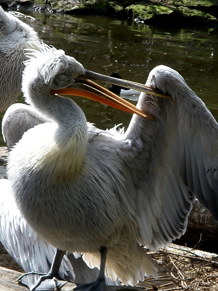pelicans, pelecanidae, bird, plumage, spring care, bill, rattle