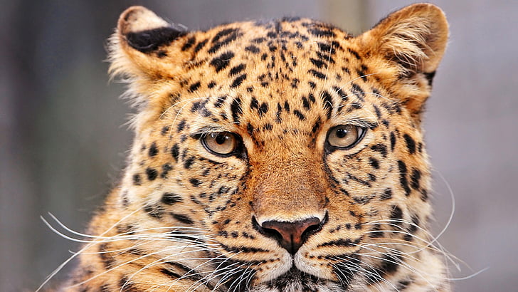 Leopard, Portret, op zoek, Stare, gezicht, hoofd, Feline