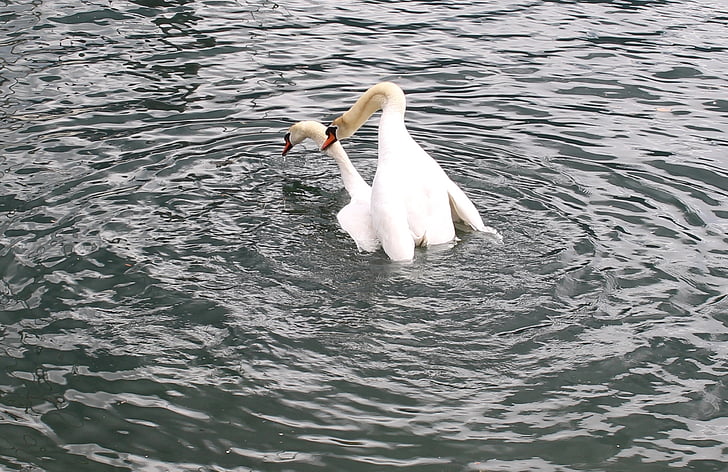 swans, swan pair, wedding, lake, lago maggiore, locarno, ticino