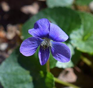 Violet, Suurendus:, wildflower, lill, õis, Bloom, taim
