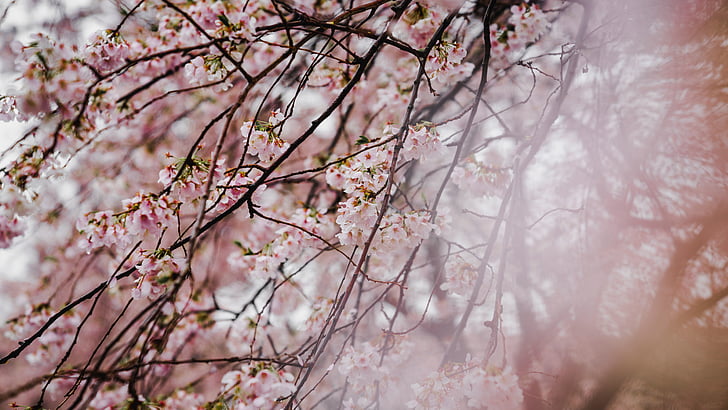 rosa, Blossom, trær, anlegget, natur