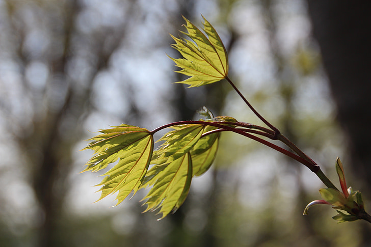 lämnar, naturen, Leaf, grön, våren, Anläggningen