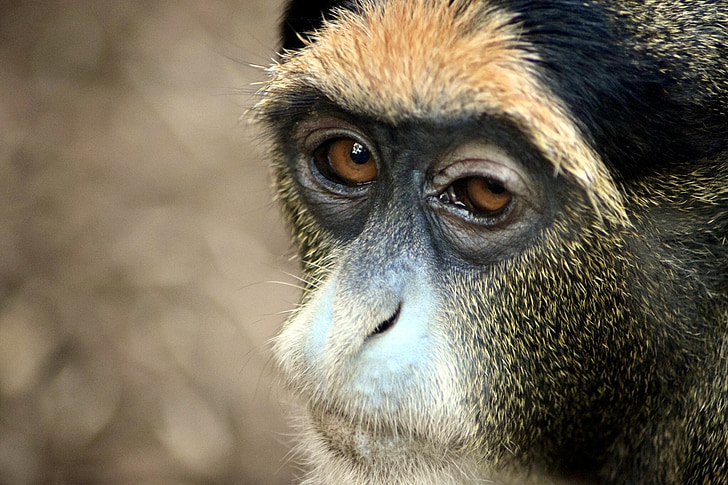 Gibbon, singe, zooaufnahme