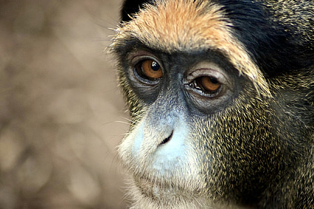Gibbon, majom, zooaufnahme