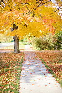 trottoar, gul, träd, gångväg, hösten, faller, sökväg