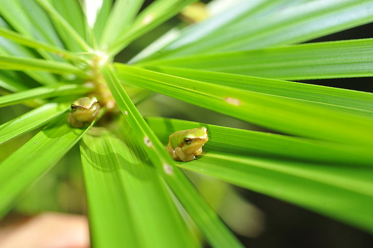vihreä puu sammakko, pieni vihreä sammakko palm oli, vihreä sammakko palm-frond, vauva vihreä sammakko palm-frond, sammakko piilossa palm-frond, pieni vihreä puu sammakko palm-frond
