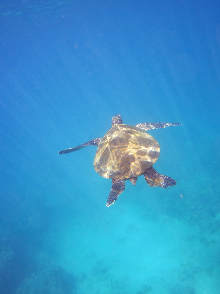 χελώνα, ζώο, Χαβάη, Πάντσερ, θαλάσσια χελώνα, νερό, ερπετό