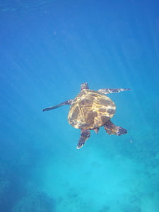 teknős, állat, Hawaii, Panzer, víz teknős, víz, hüllő