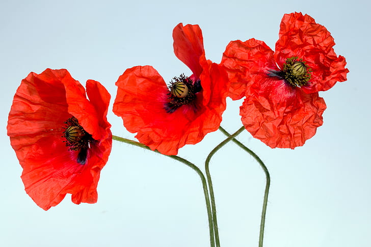 Rosella, flor, flor, flor de rosella, primavera, klatschmohn