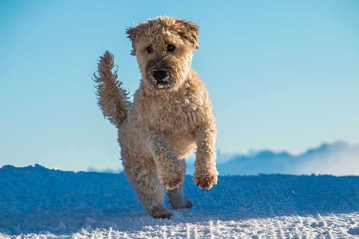 hond, -stap-springen, spelen, Irish soft coated wheaten terriër, jonge hond, springt, Gelukkig