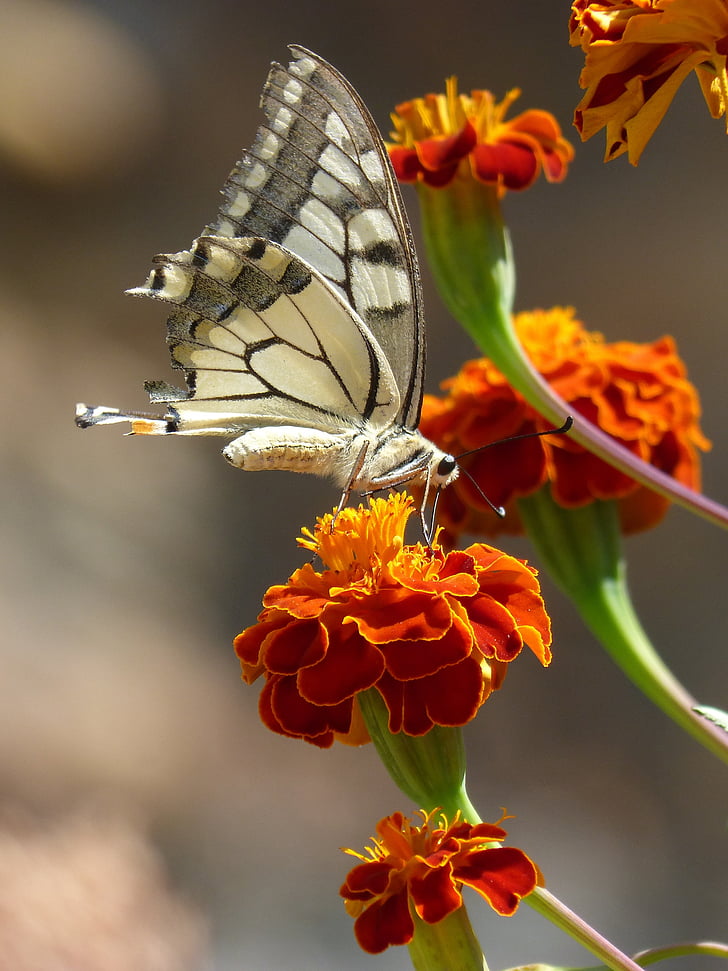 pillangó, Papilio machaon, szegfű moro, Libar, machaon, királyné pillangó, rovar