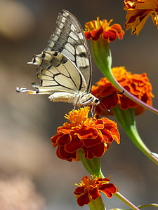 bướm, Papilio machaon, Hoa cẩm chướng moro, libar, machaon, bướm nữ hoàng, côn trùng