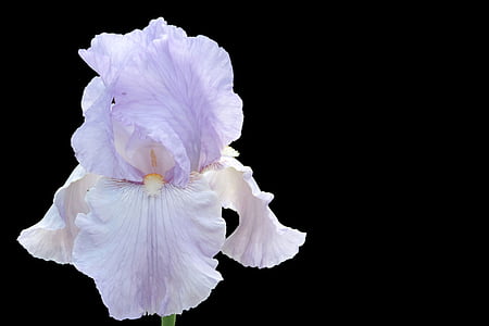 Iris, kvet, kvet, modrá