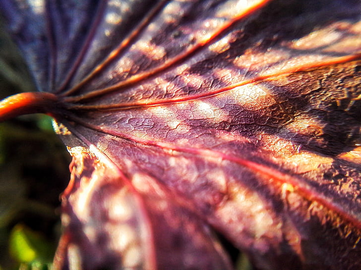 leaf, leaf texture, plant, bright, veins, sun, nature