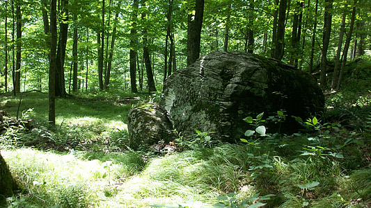 rock, boulder, forest, woods, nature, stone, woodland