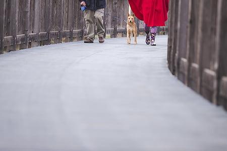 anjing, tali, di luar rumah, trotoar, orang-orang, hewan peliharaan, Portland