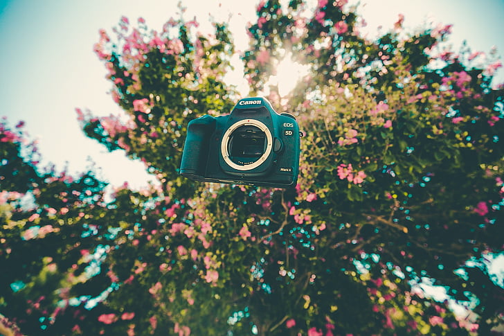camera, canon, floating, flora, flowers, tree, no people