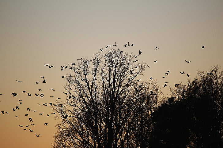 birds, swarm, flock of birds, dig, departure