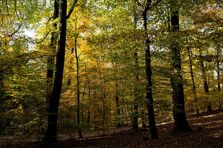 hösten, skogen, höstfärg, naturen