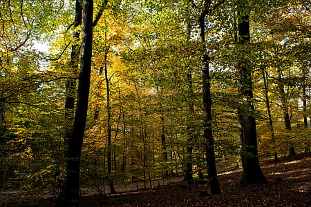 秋, フォレスト, 秋の色, 自然