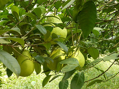 päron, frukter, grön, träd, plåt, lämnar, sommar