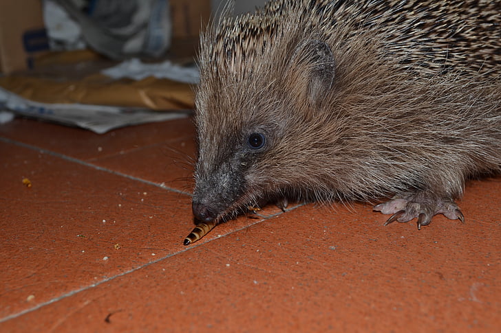 hedgehog, look, eating, animal