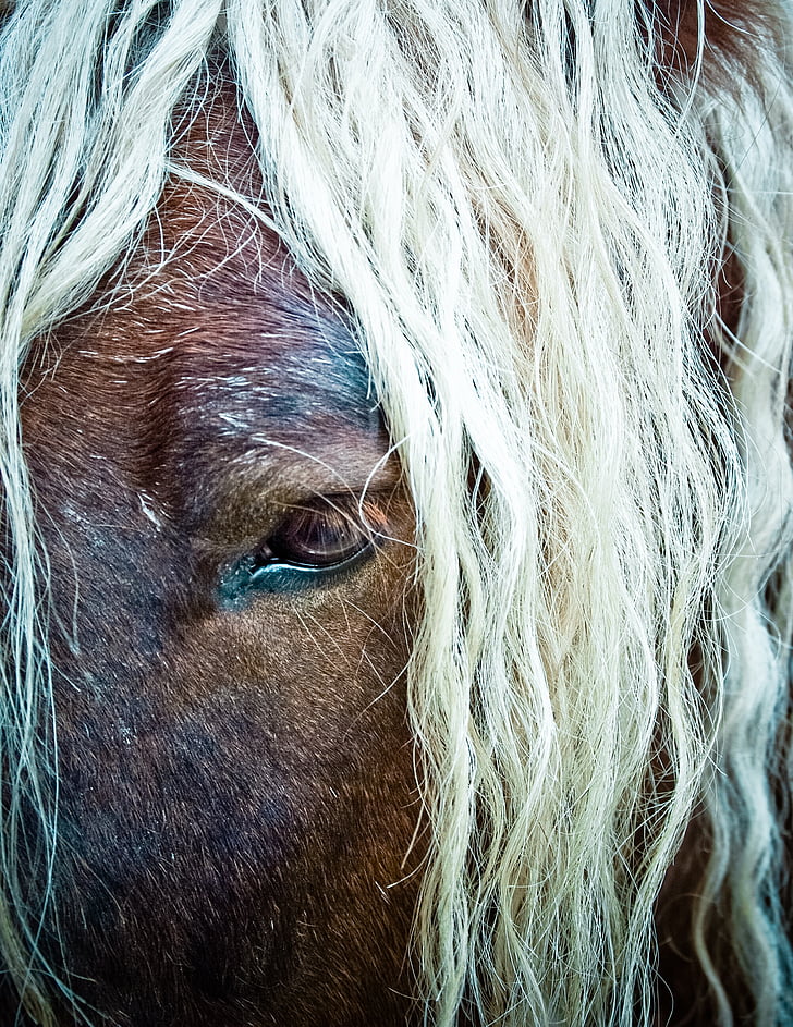 cavall, cabellera, ull, cap cavall, pferdeportait, kaltblut, textura