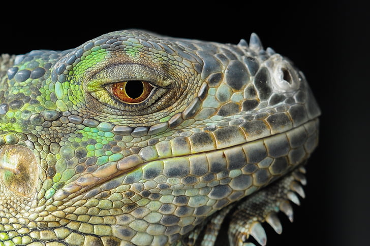 o lagarto, Iguana, Gad, Dragão, retrato animal, olho, pele