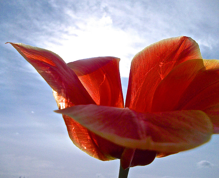 Tulipan, czerwony, błękitne niebo, Chmura