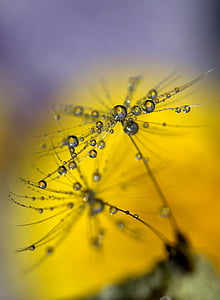 dandelion, drops, wet, macro, plant, water, coloring
